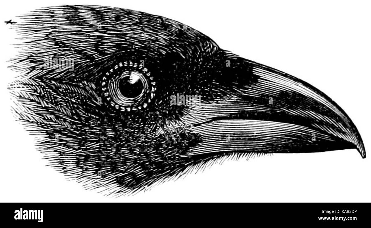 The Fauna of British India, including Ceylon and Burma (Birds Vol 1) 80 Stock Photo