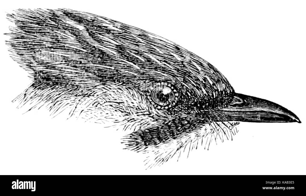 The Fauna of British India, including Ceylon and Burma (Birds Vol 1) 351 Stock Photo