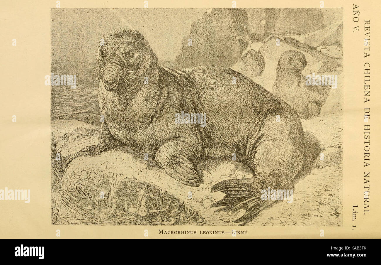 Historia chilena hi-res stock photography and images - Alamy