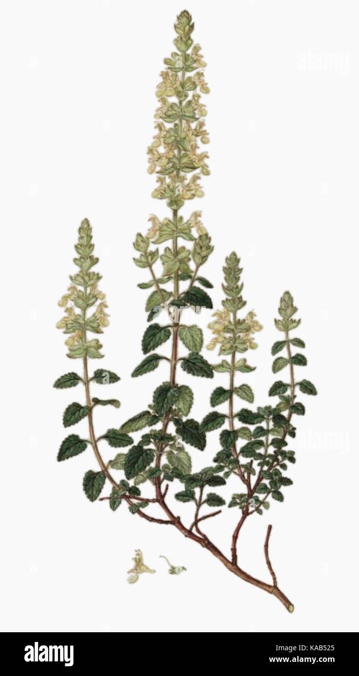 Teucrium flavum   Flora Graeca   vol. 6   t. 533 Stock Photo