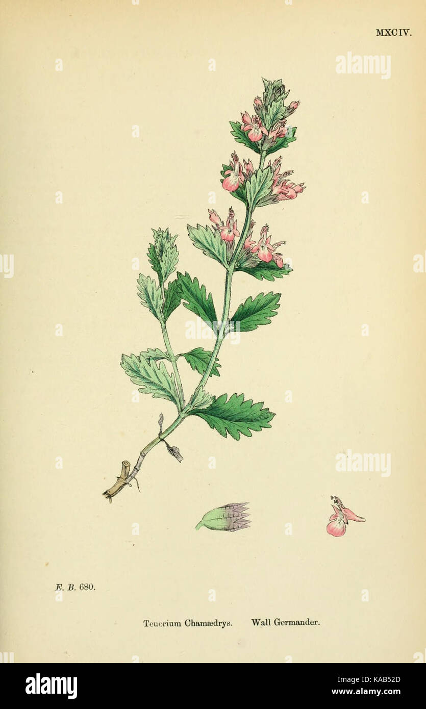 Teucrium chamaedrys   English botany, or, Coloured figures of British plants   vol. 7   t. 1094 Stock Photo