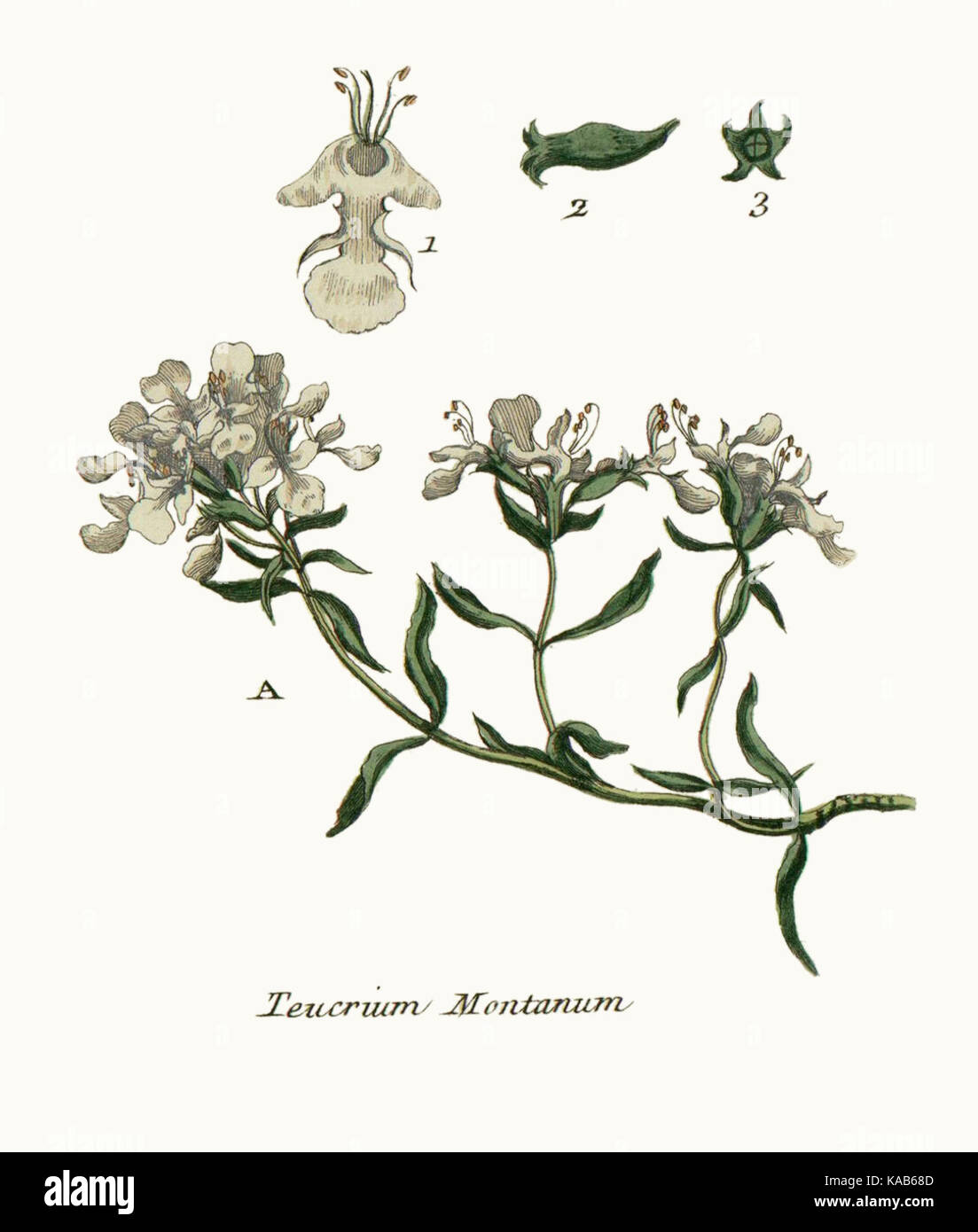 Teucrium montanum 0074 Stock Photo