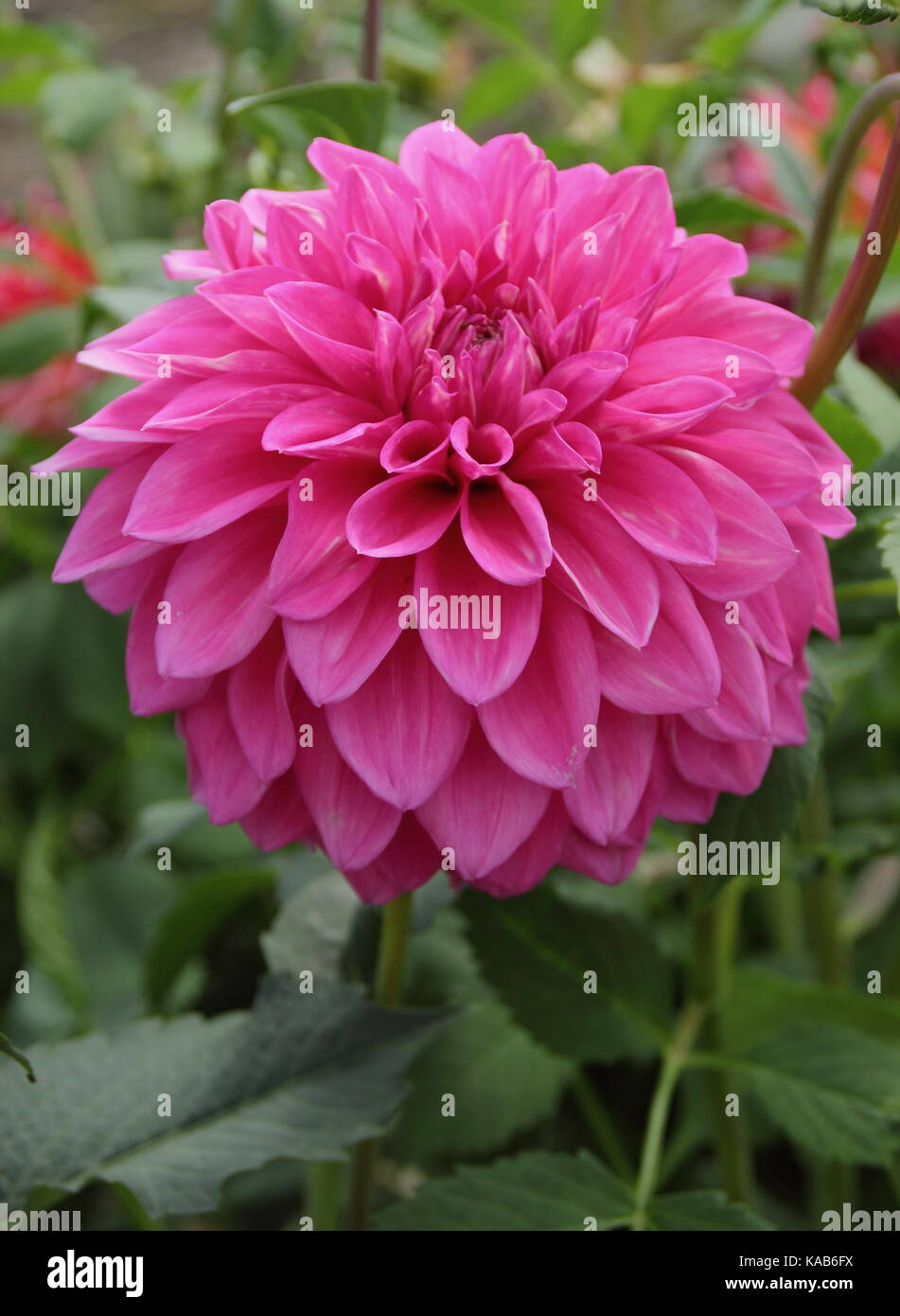 Bargaly Blush dahlia in full bloom in an English garden in late summer Stock Photo