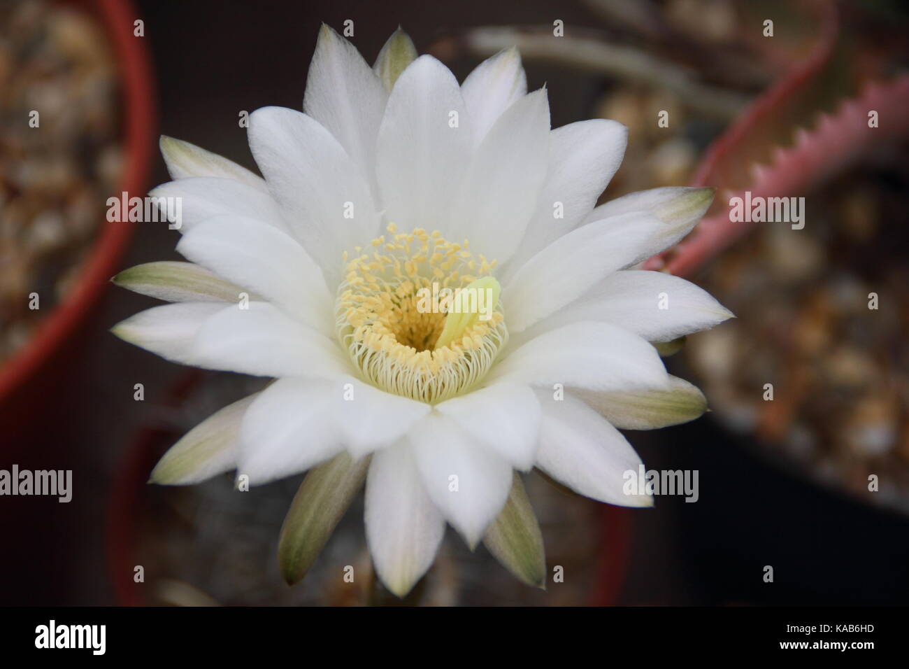 A cactus houseplant (Echinopsis leucantha)m flowering in a warm, sunny spot in August, UK Stock Photo