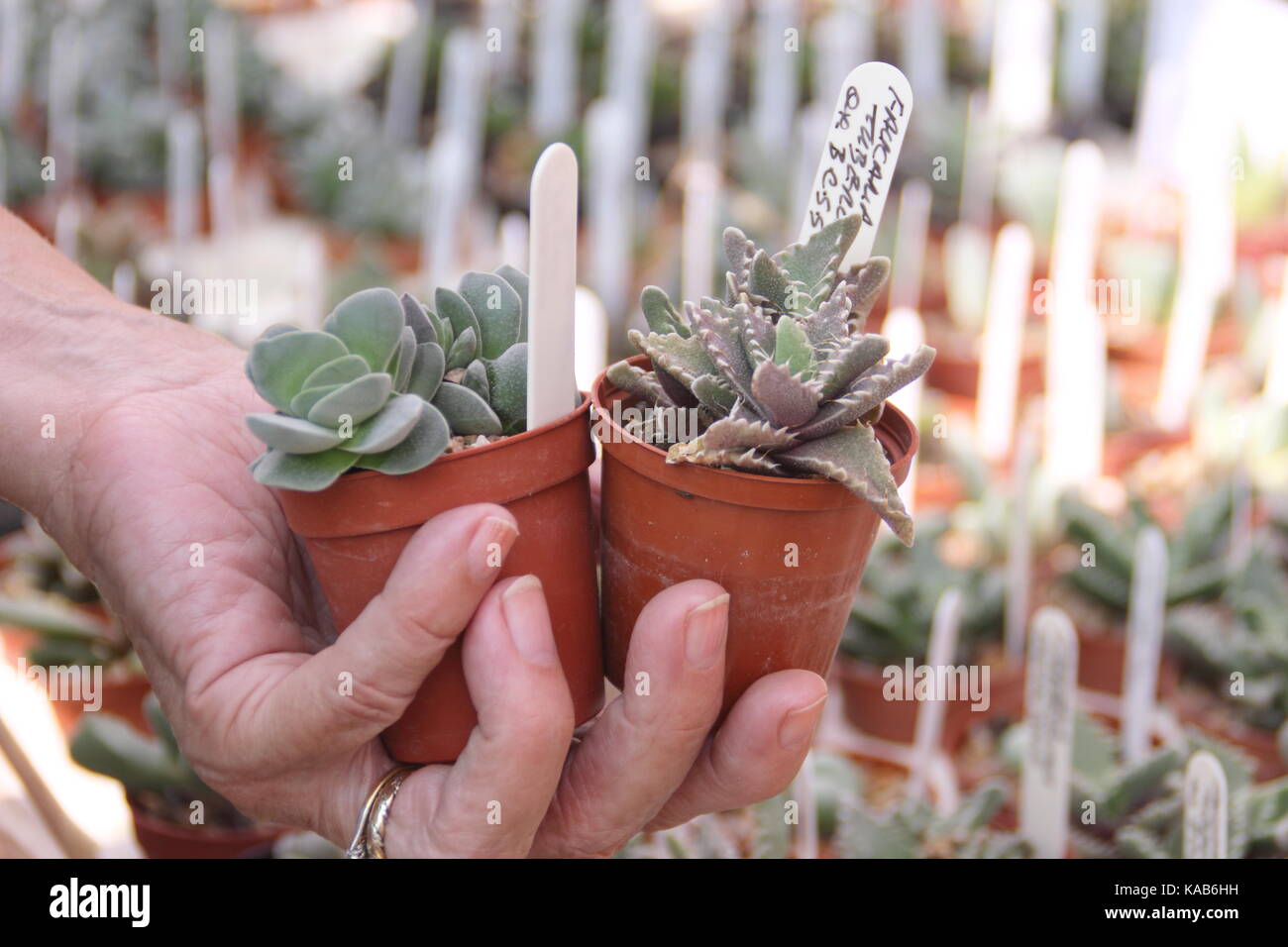 Buying cacti from a  nursery. UK Stock Photo