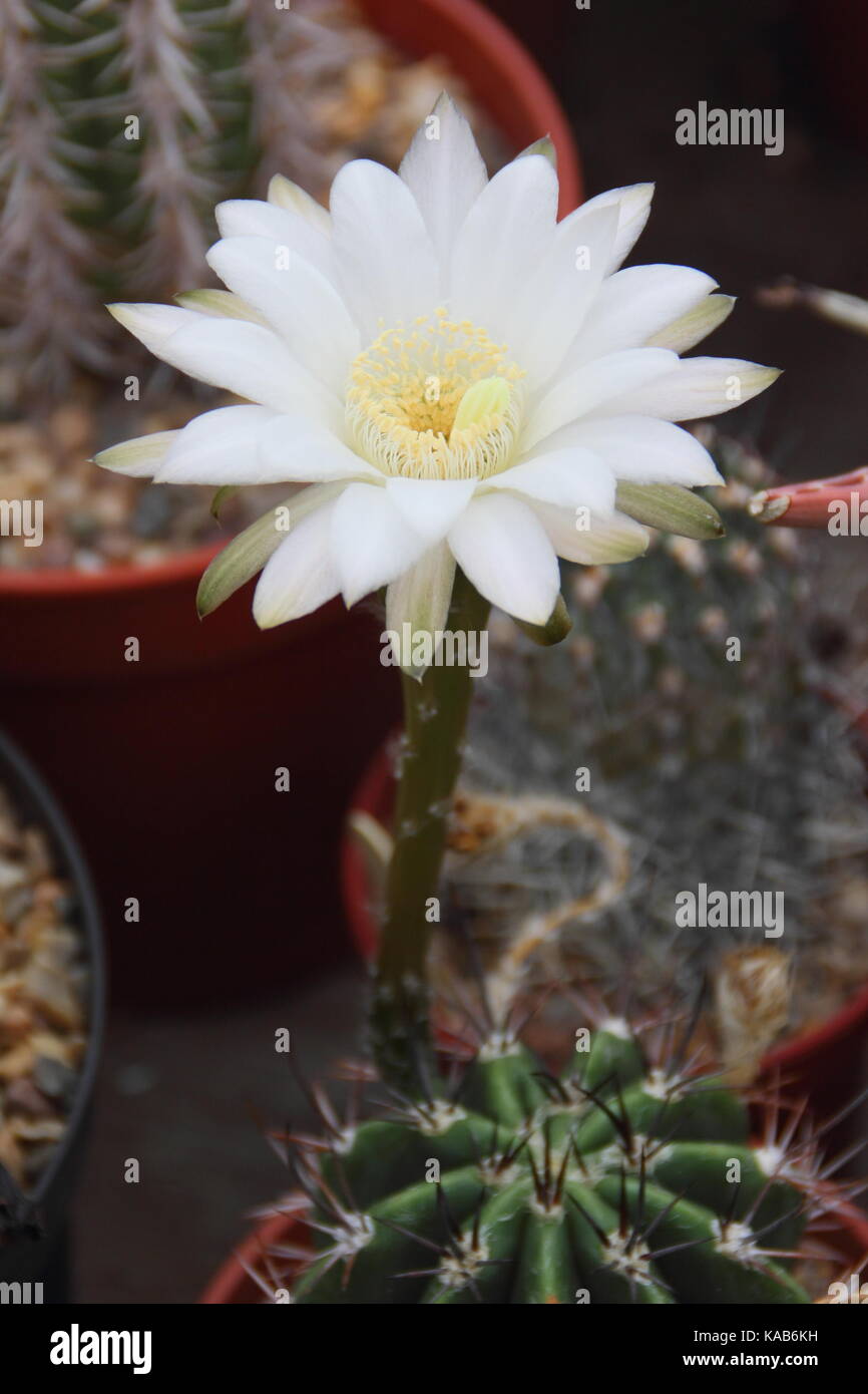 A cactus houseplant (Echinopsis leucantha)m flowering in a warm, sunny