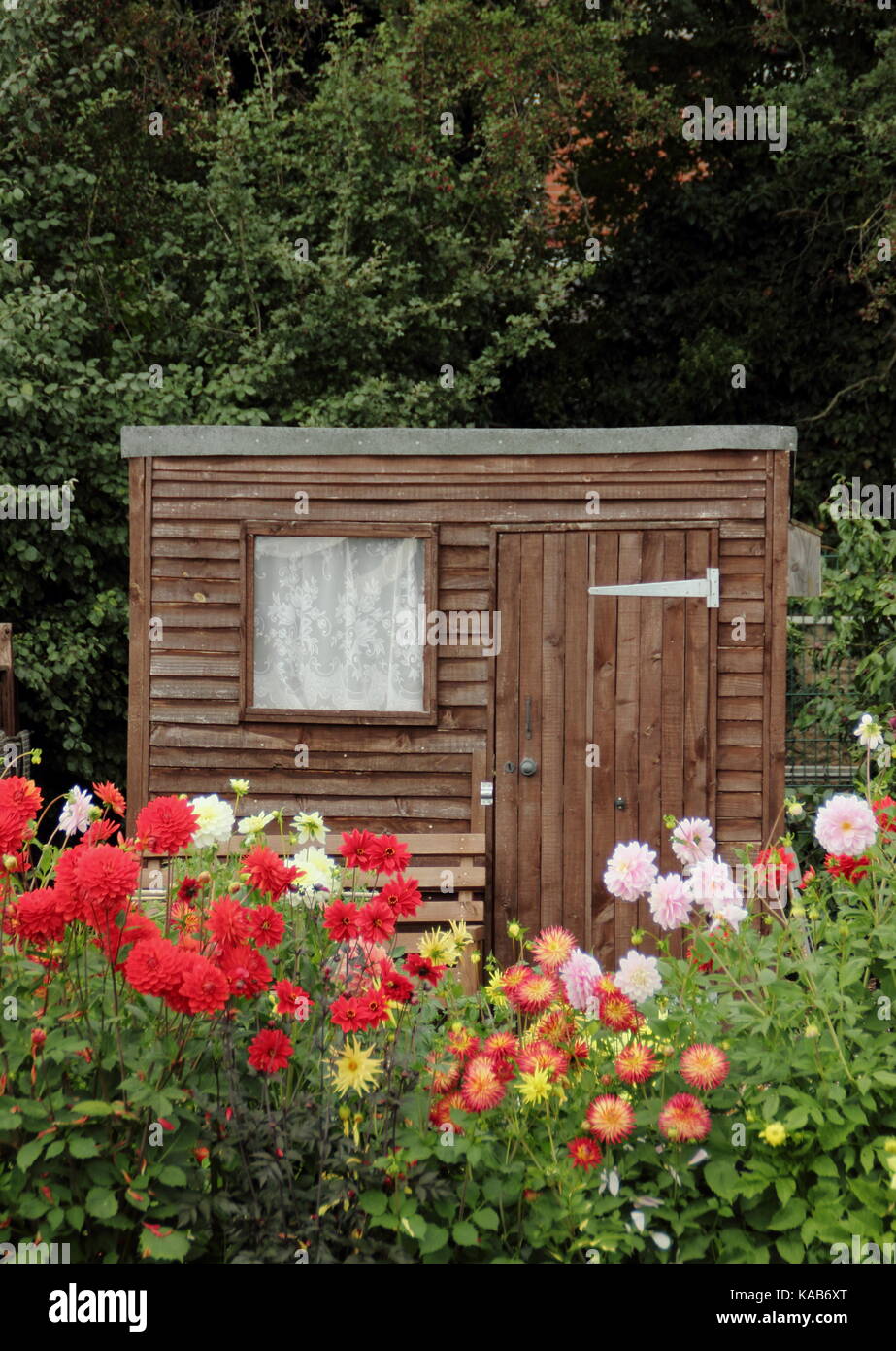Dahlia blooms including Bargaly Blush and Weston Spanish Dancer, flowering  in front of a shed in an English allotment garden in late summer Stock  Photo - Alamy