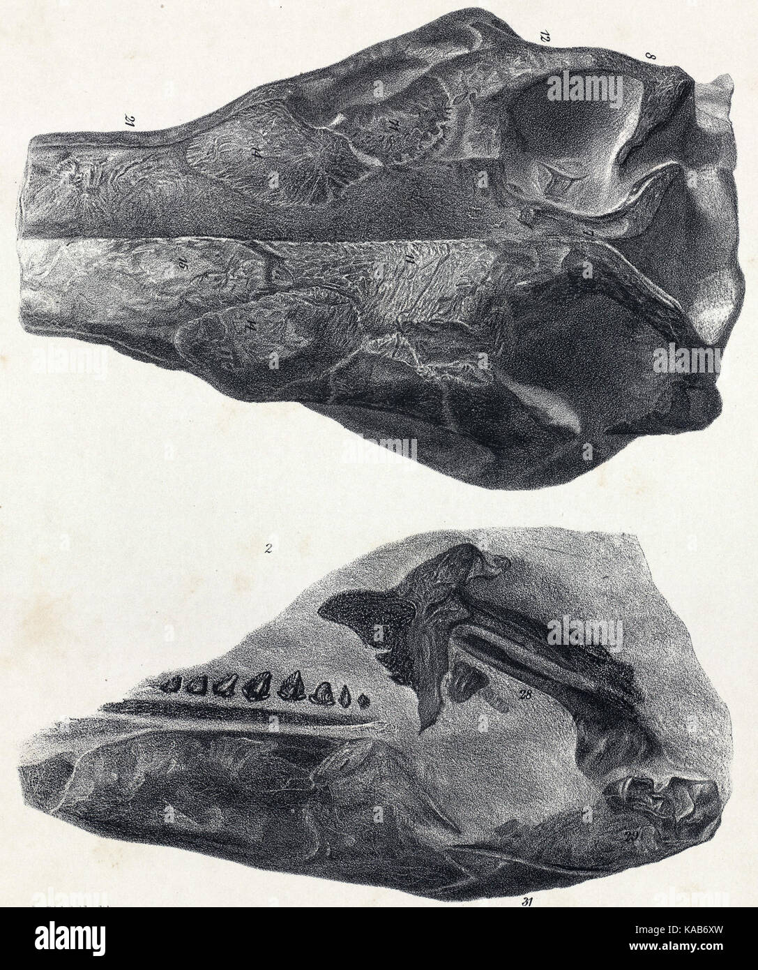 Scelidosaurus neotype skull Stock Photo - Alamy