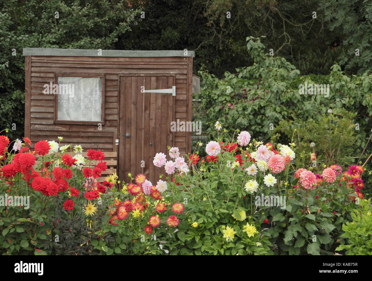 Dahlia blooms including Bargaly Blush and Weston Spanish Dancer, flowering in front of a shed in an English allotment garden in late summer Stock Photo