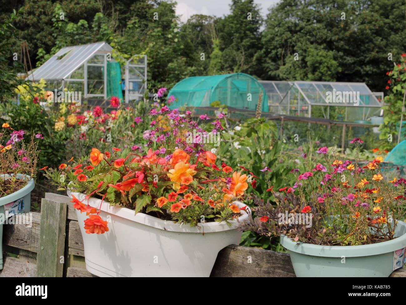 Flowers growing in English allotment garden plots in summer at