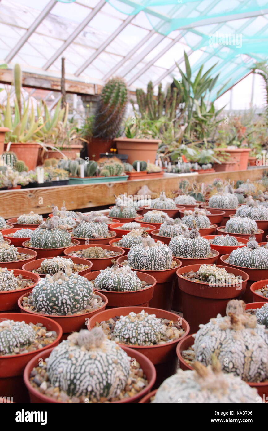 A private collection of cactus and plants on display alongside plants for sale in the large greenhouses at Oak Dene Nurseries, Barnsley, England, UK Stock Photo