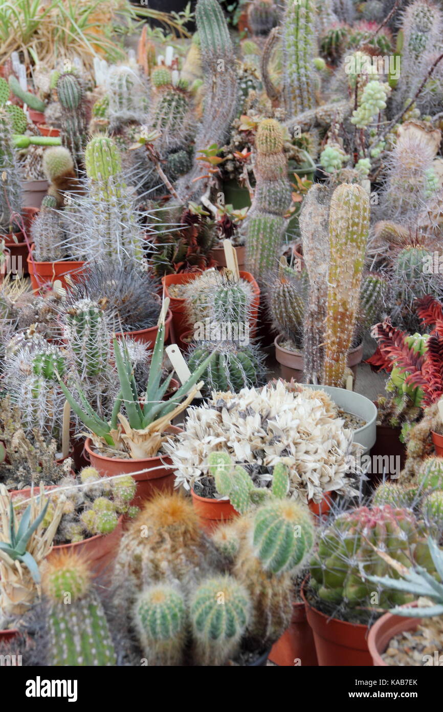 Cacti display uk hires stock photography and images Alamy