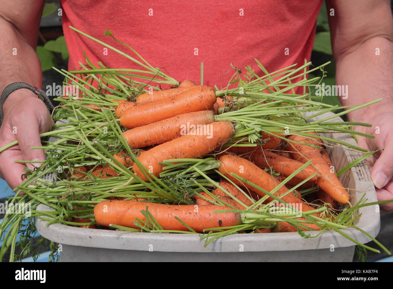 Freshly harvested home grown 'Nairobi' variety carrots are carried by a gardener through an allotment gardens in late summer (August) ,UK Stock Photo