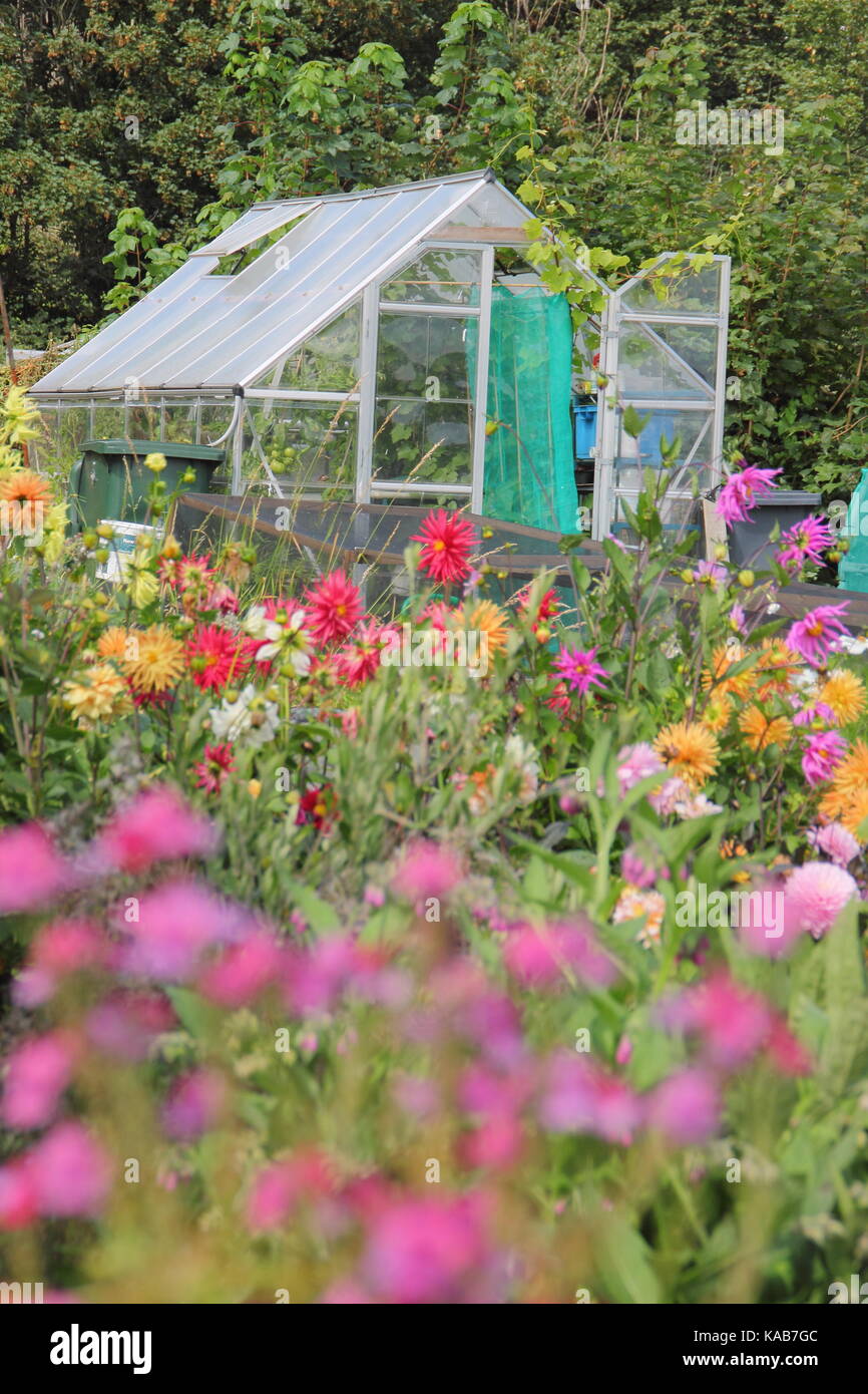 Allotment. Flowers growing in English allotment garden plots in summer at Rotherham, South Yorkshire, England, UK Stock Photo