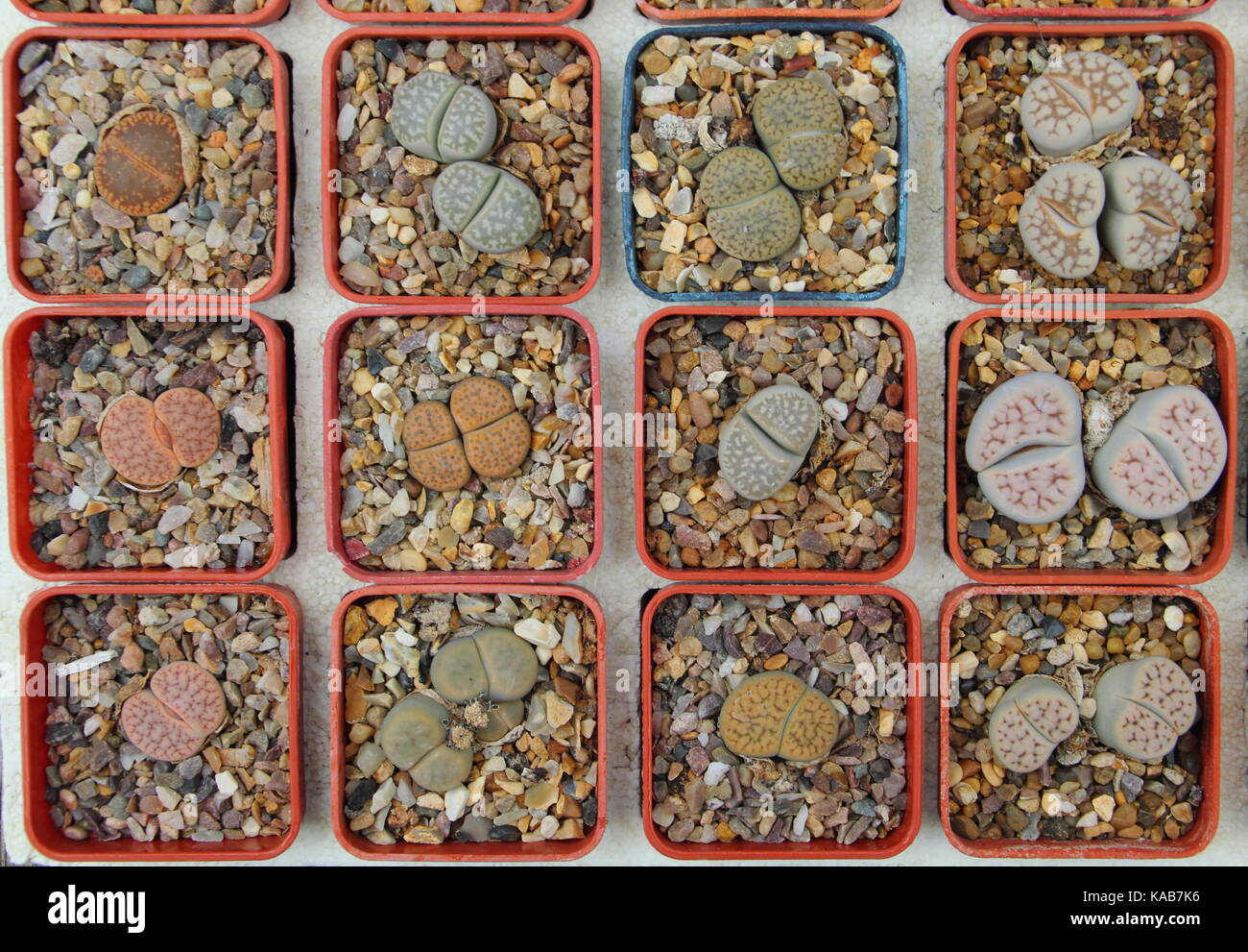 Lithops,commonly called Living Stone succulent plants, growing indoors in a warm, bright spot in preparation for sale in the UK Stock Photo