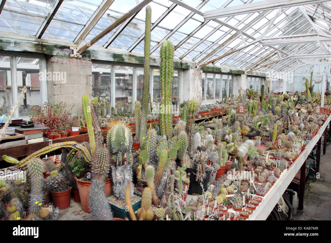 A private collection of cactus and plants on display alongside plants