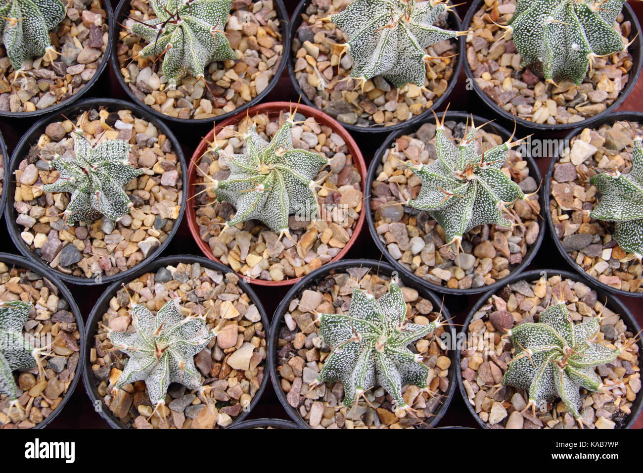 Barrel cactus plants (ferocactus glaucescens) thiriving in small pots in a warm, sunny indoor spot, UK Stock Photo