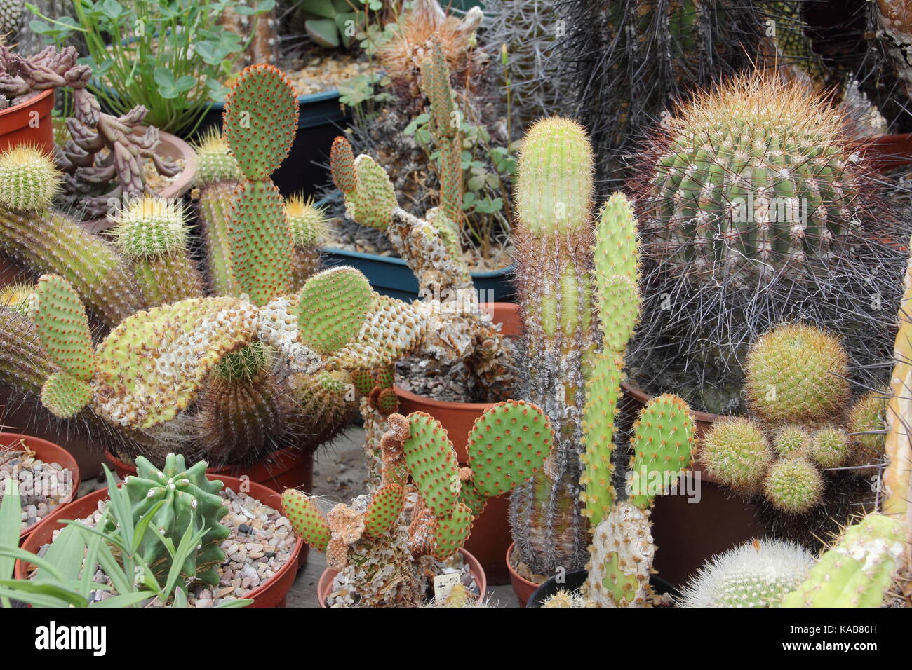 A private collection of cactus (succulents) plants in a sunny indoor