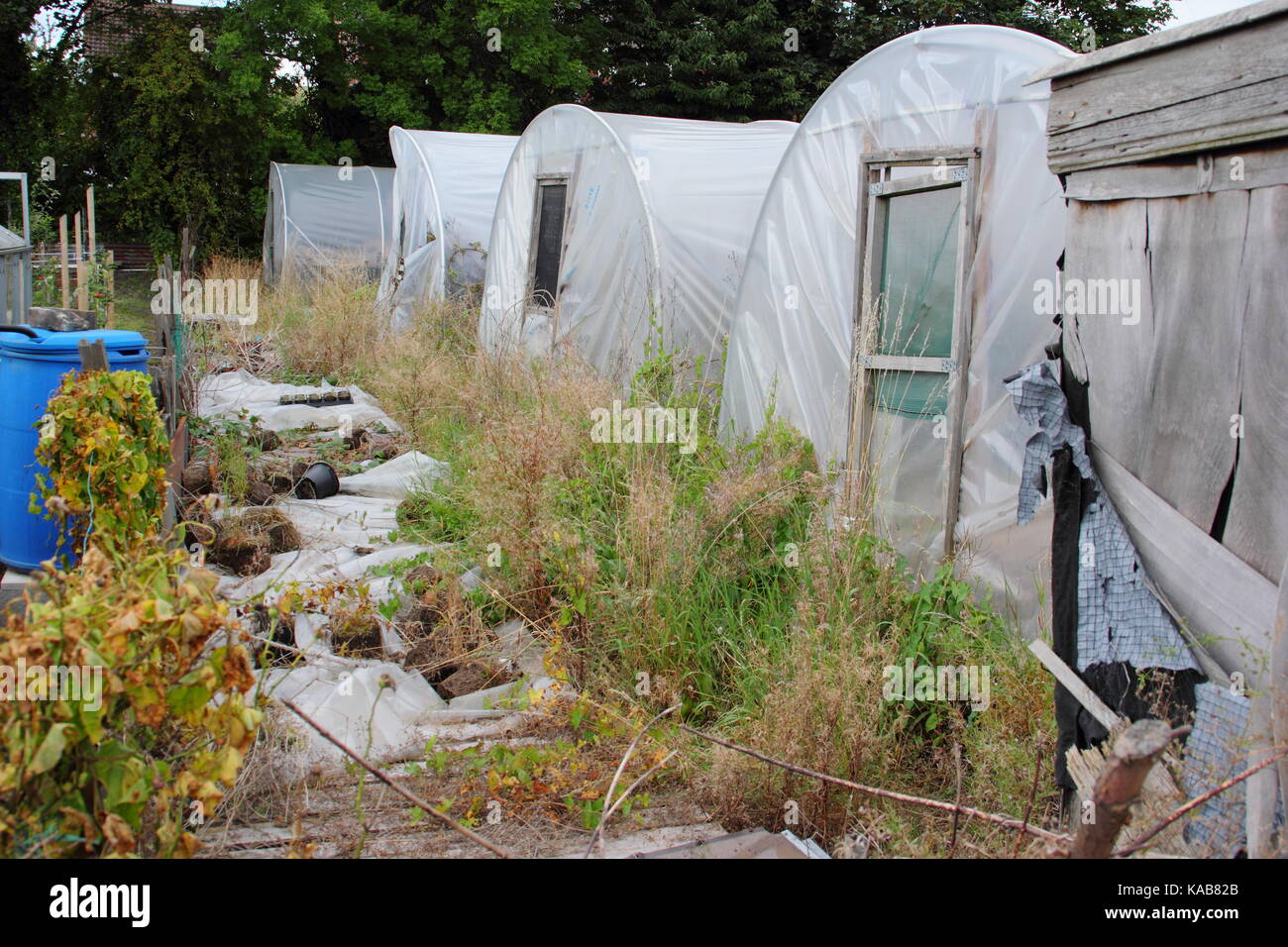 Polytunnels on an overgrown, neglected allotment plot in South Yorkshire,England, UK Stock Photo