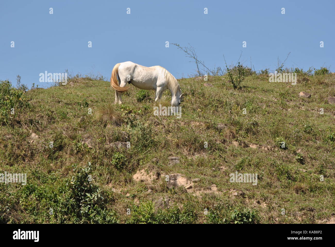 Lovely horse hi-res stock photography and images - Alamy