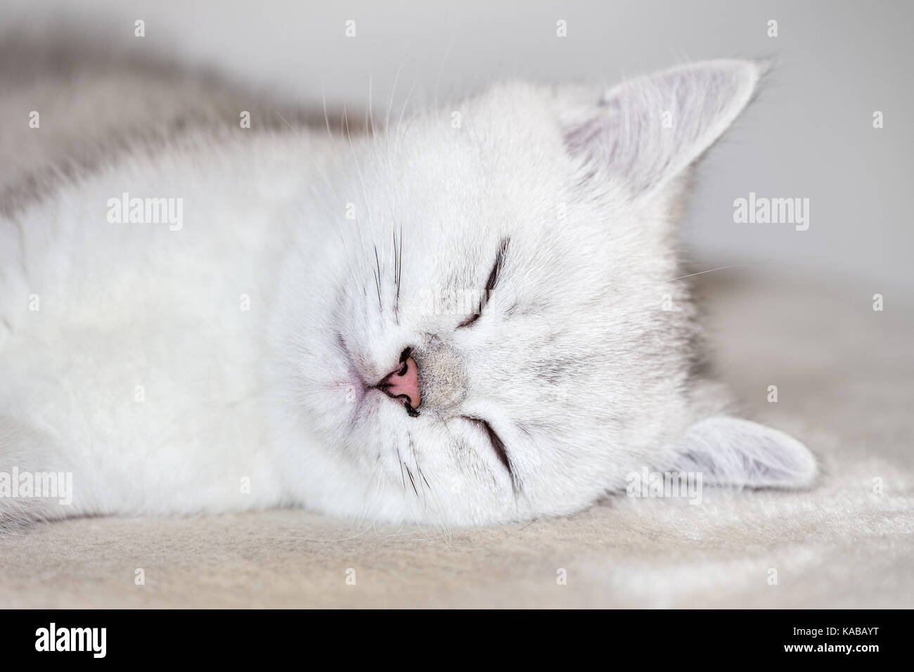 Close up head of young white kitten sleeping Stock Photo