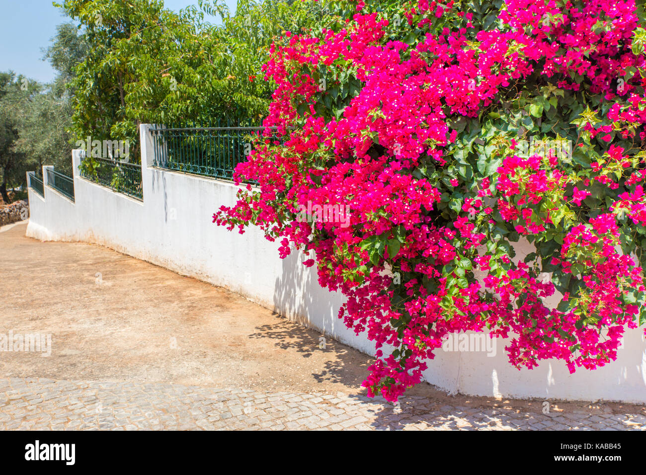 Red bougainville flowers blooming on white wall in garden Stock Photo