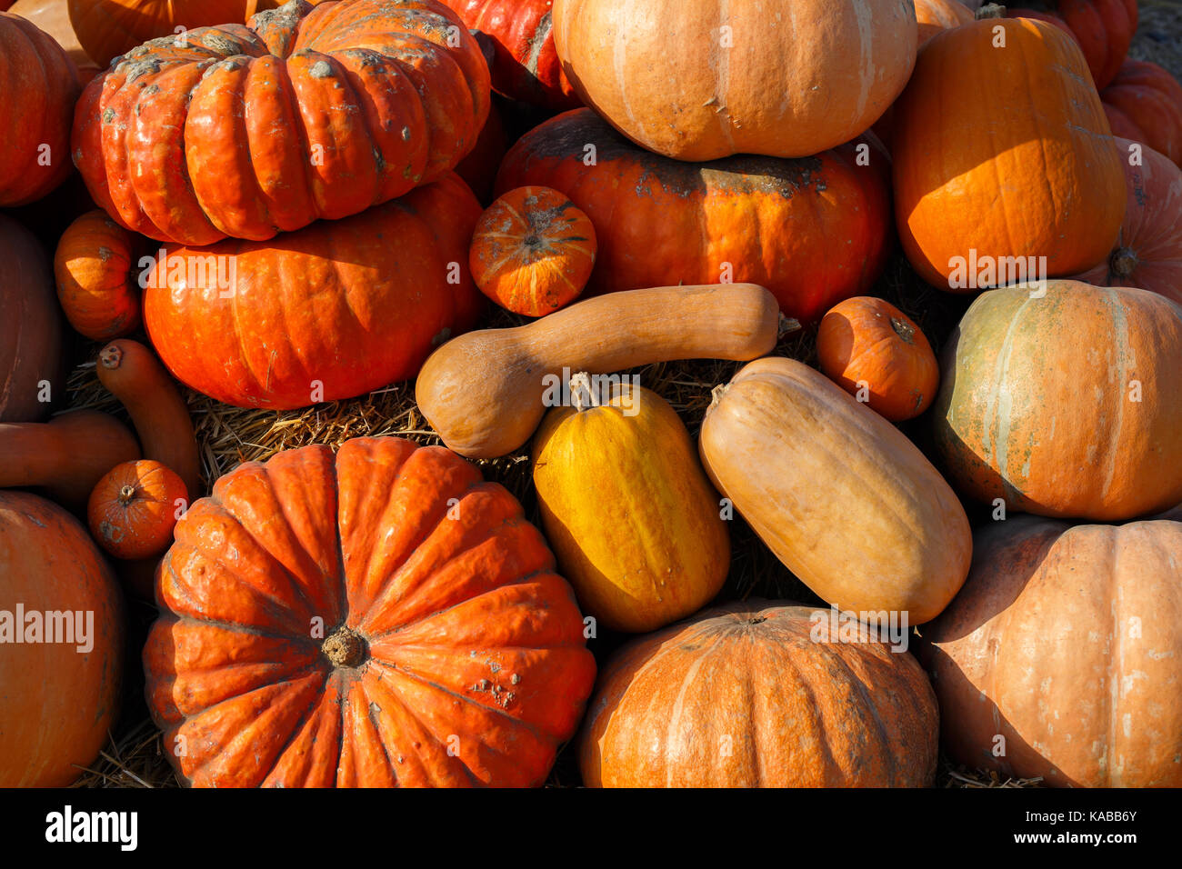 Colorful pumpkins collection on outdoor autumn market Stock Photo - Alamy
