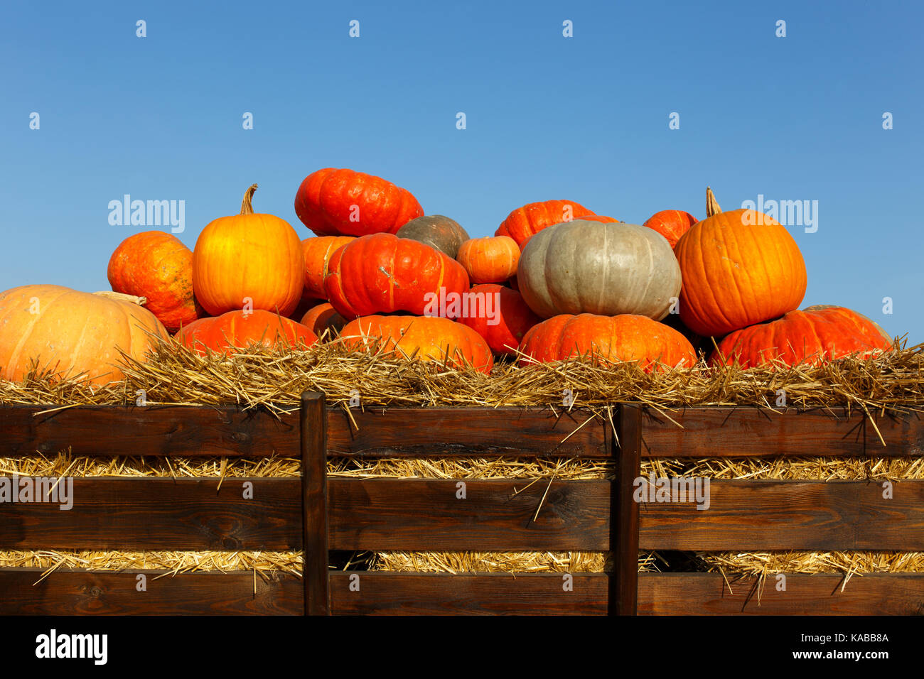 Colorful pumpkins collection on outdoor autumn market Stock Photo - Alamy