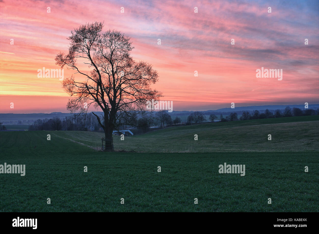 Lonely tree on a meadow against beautiful sky with clouds at sunset in ...