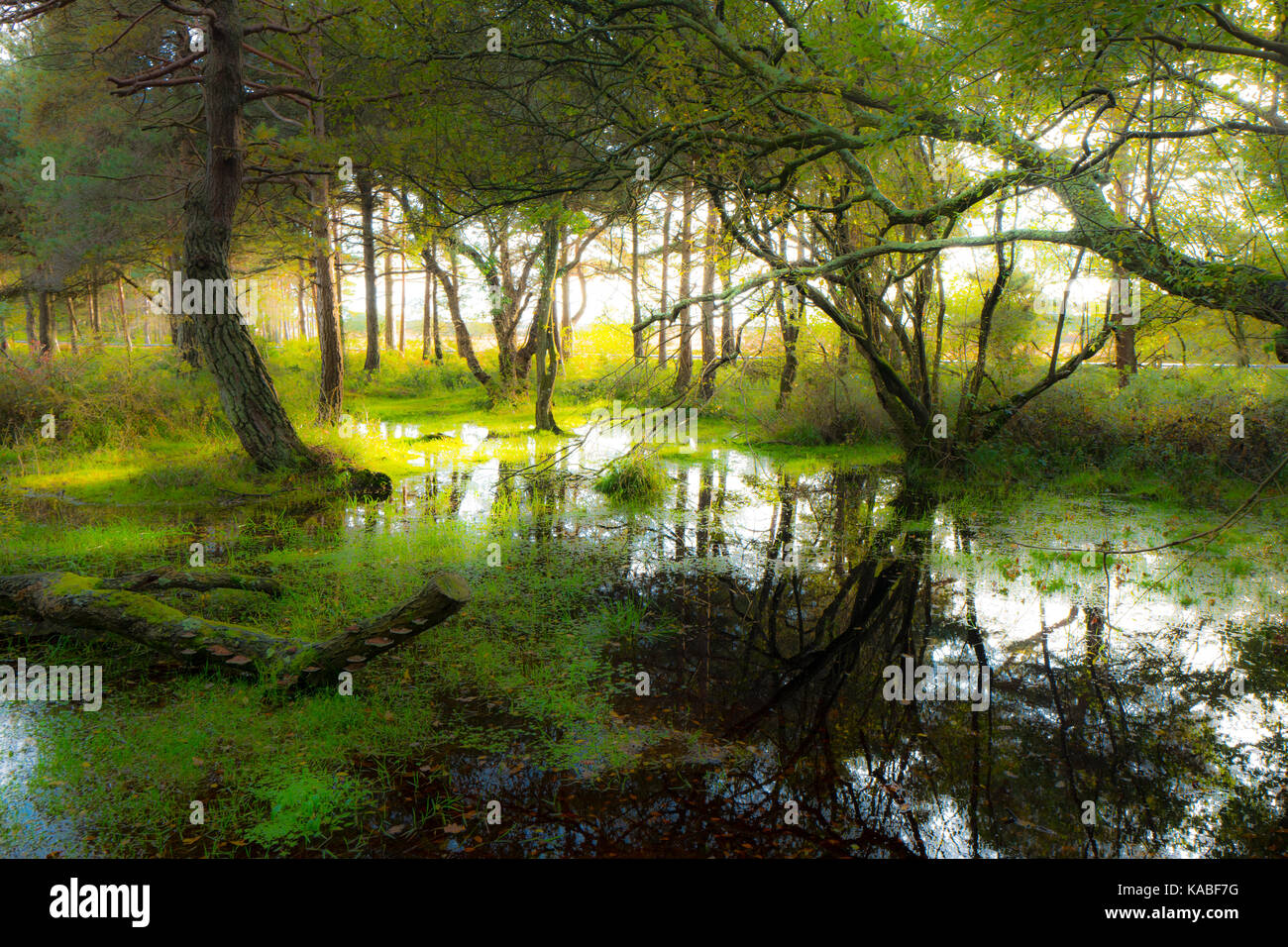 New forest cycle family hi-res stock photography and images - Alamy