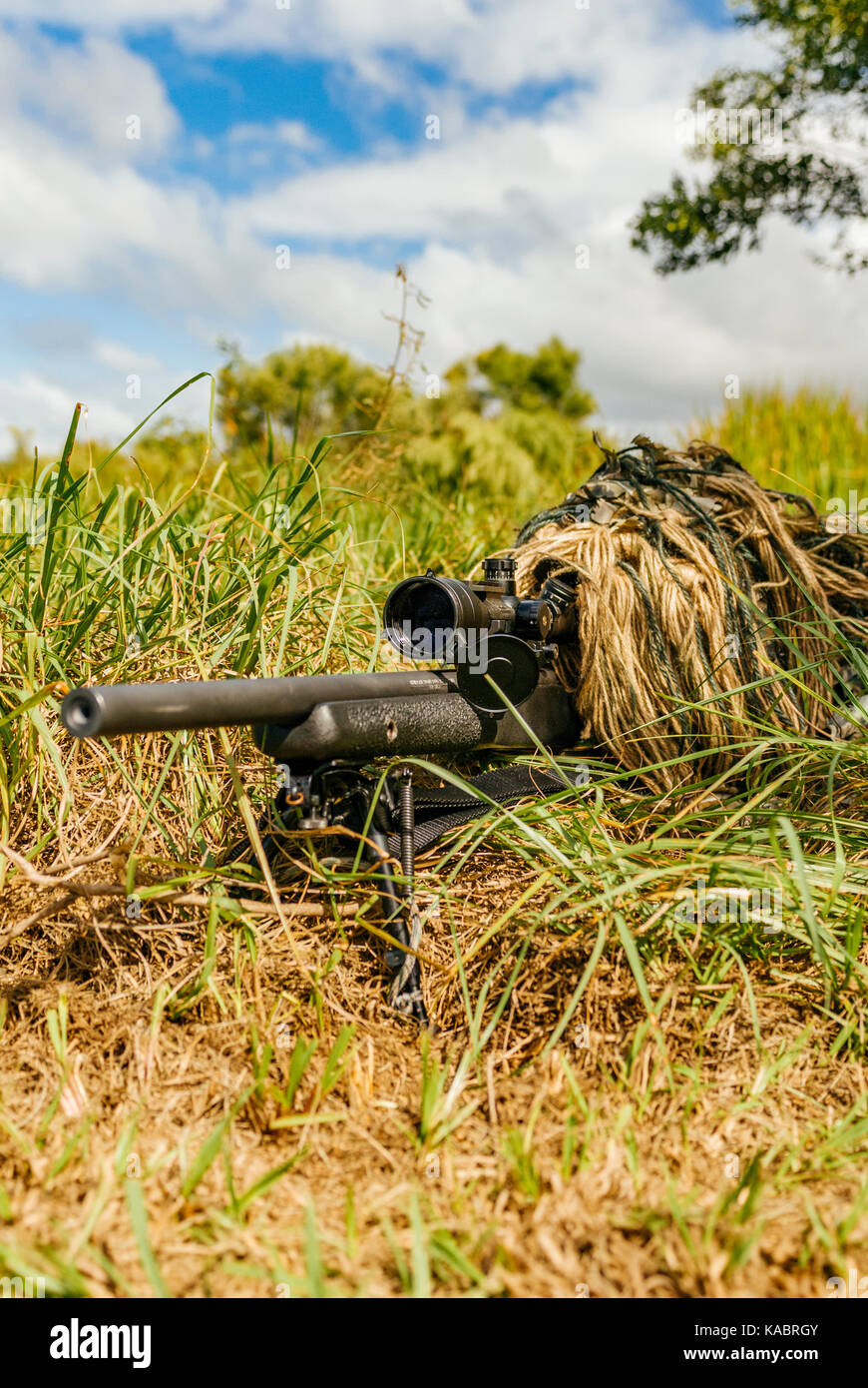 Police SWAT sniper in a ghillie suit looking through a rifle scope surrounded by dense vegetation during a police training exercise in the USA. Stock Photo