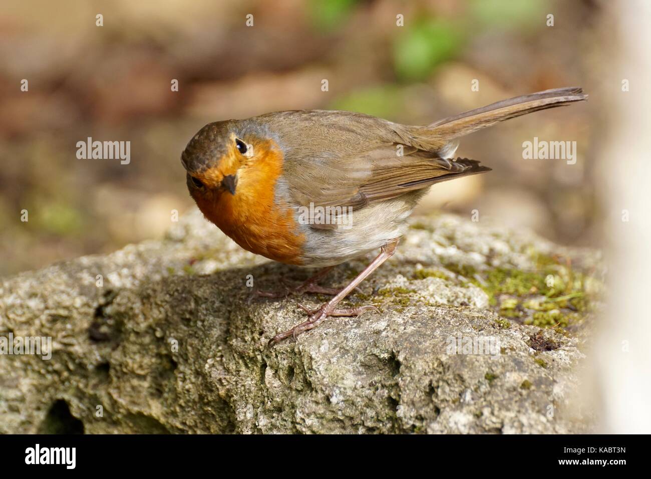 Robin on a stone looking inquisitively at the camera Stock Photo