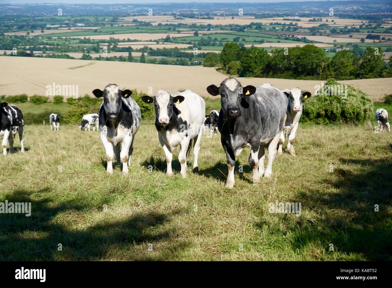Cows looking inquisitively Stock Photo - Alamy
