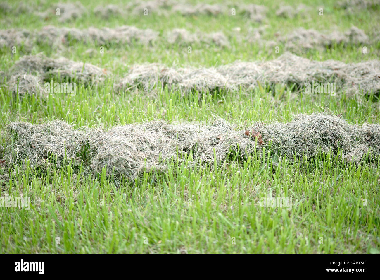 Freshly mown grass spread in sunlight to dry Stock Photo Alamy