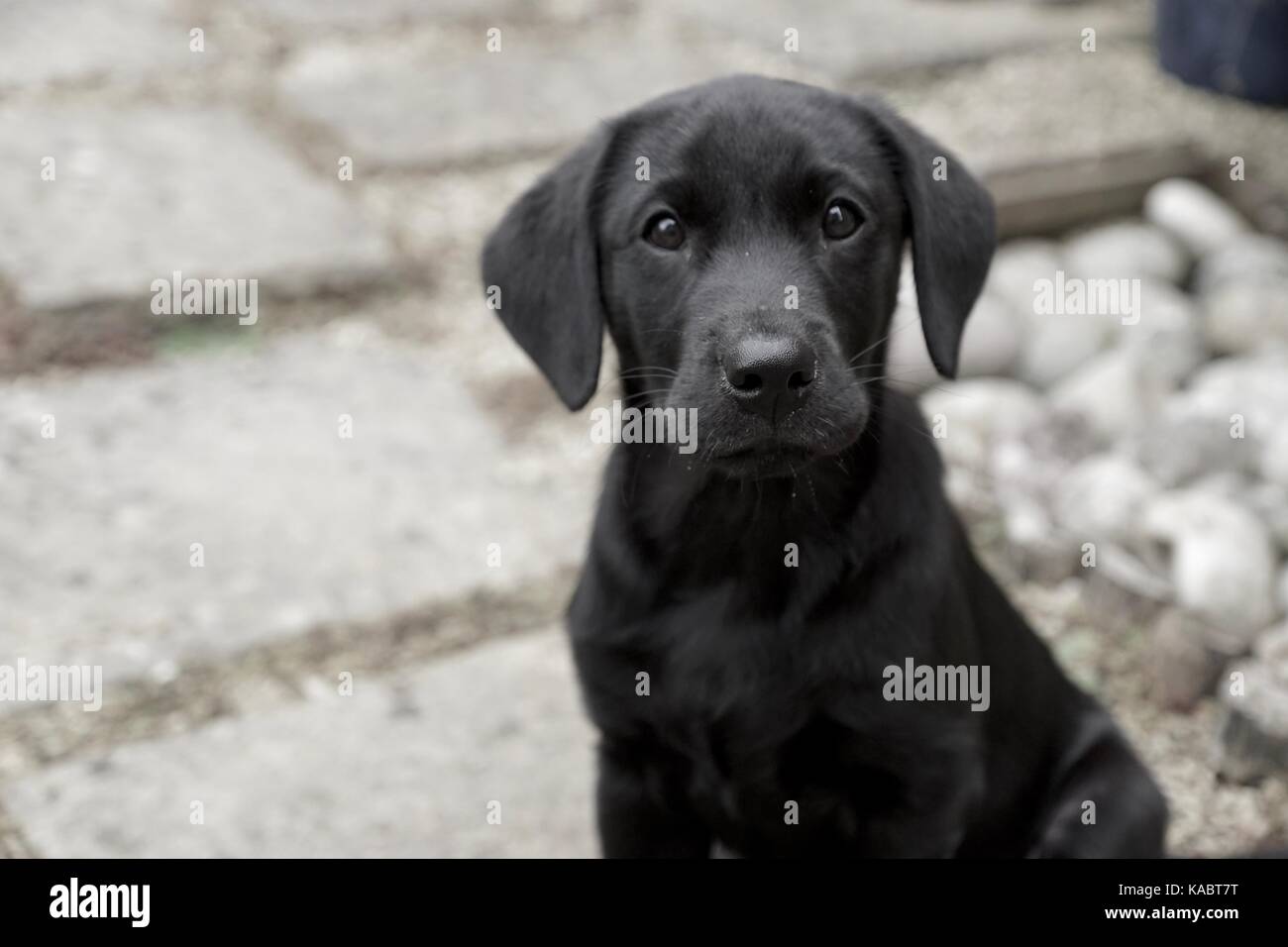 Black Labrador Puppy sitting Stock Photo