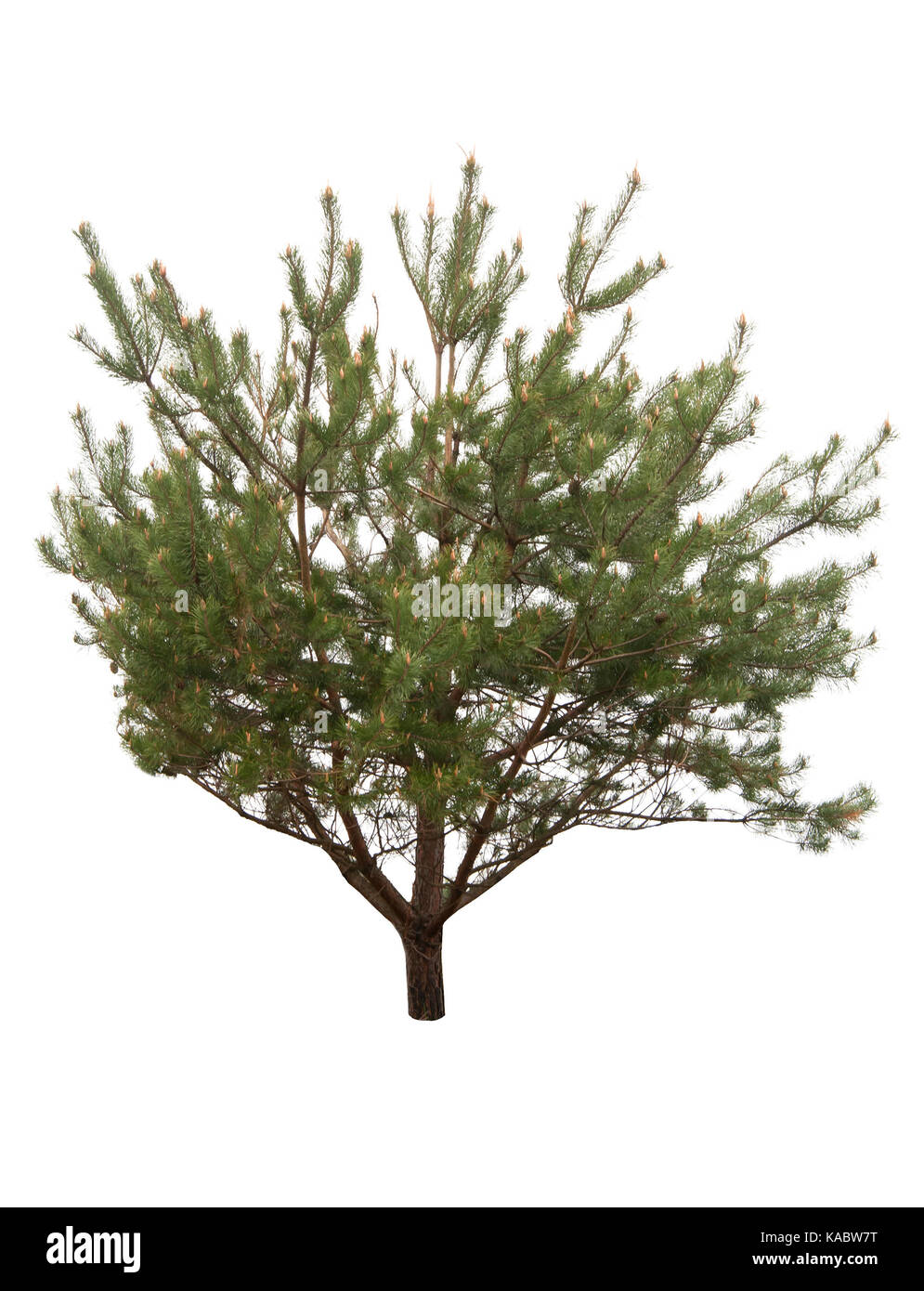 pine tree is isolated on a white background Stock Photo
