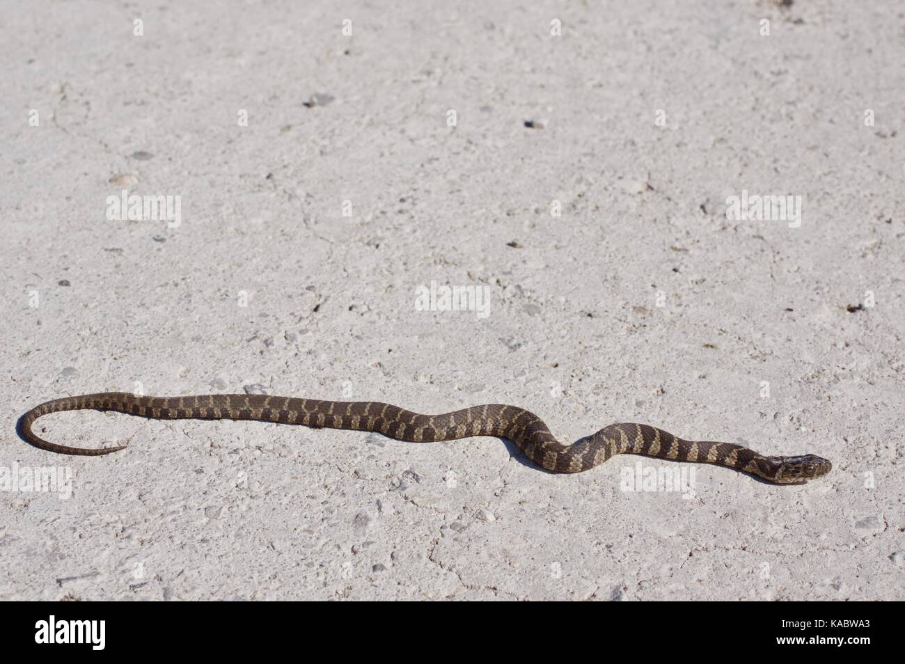 A young Common Watersnake (Nerodia sipedon sipedon) stretched out on a gravel road at Squaw Creek National Wildlife Refuge, Missouri, USA Stock Photo