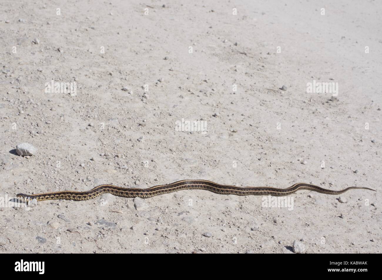 A Plains Gartersnake (Thamnophis radix) stretched out on a gravel road at Squaw Creek National Wildlife Refuge, Missouri, USA Stock Photo