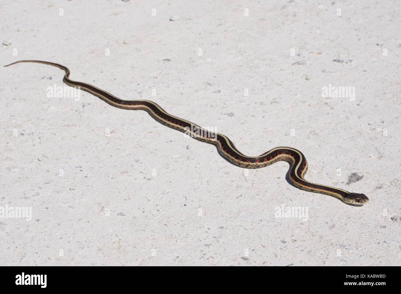 A Red-sided Gartersnake (Thamnophis sirtalis parietalis) stretched out on a gravel road at Squaw Creek National Wildlife Refuge, Missouri, USA Stock Photo