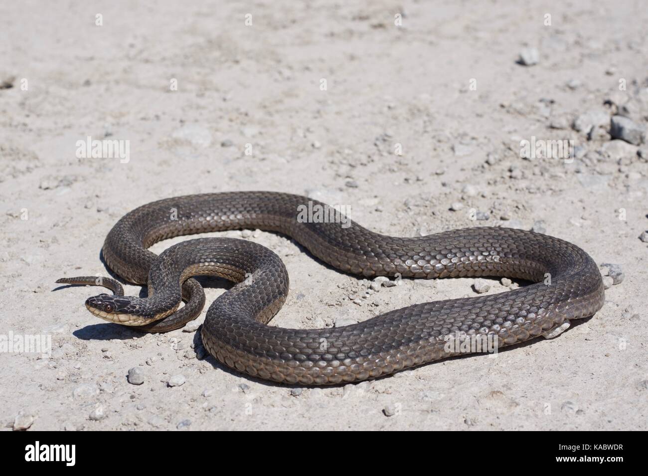 A Graham's Crawfish Snake (Regina grahamii) on a gravel road at Squaw Creek National Wildlife Refuge, Missouri, USA Stock Photo