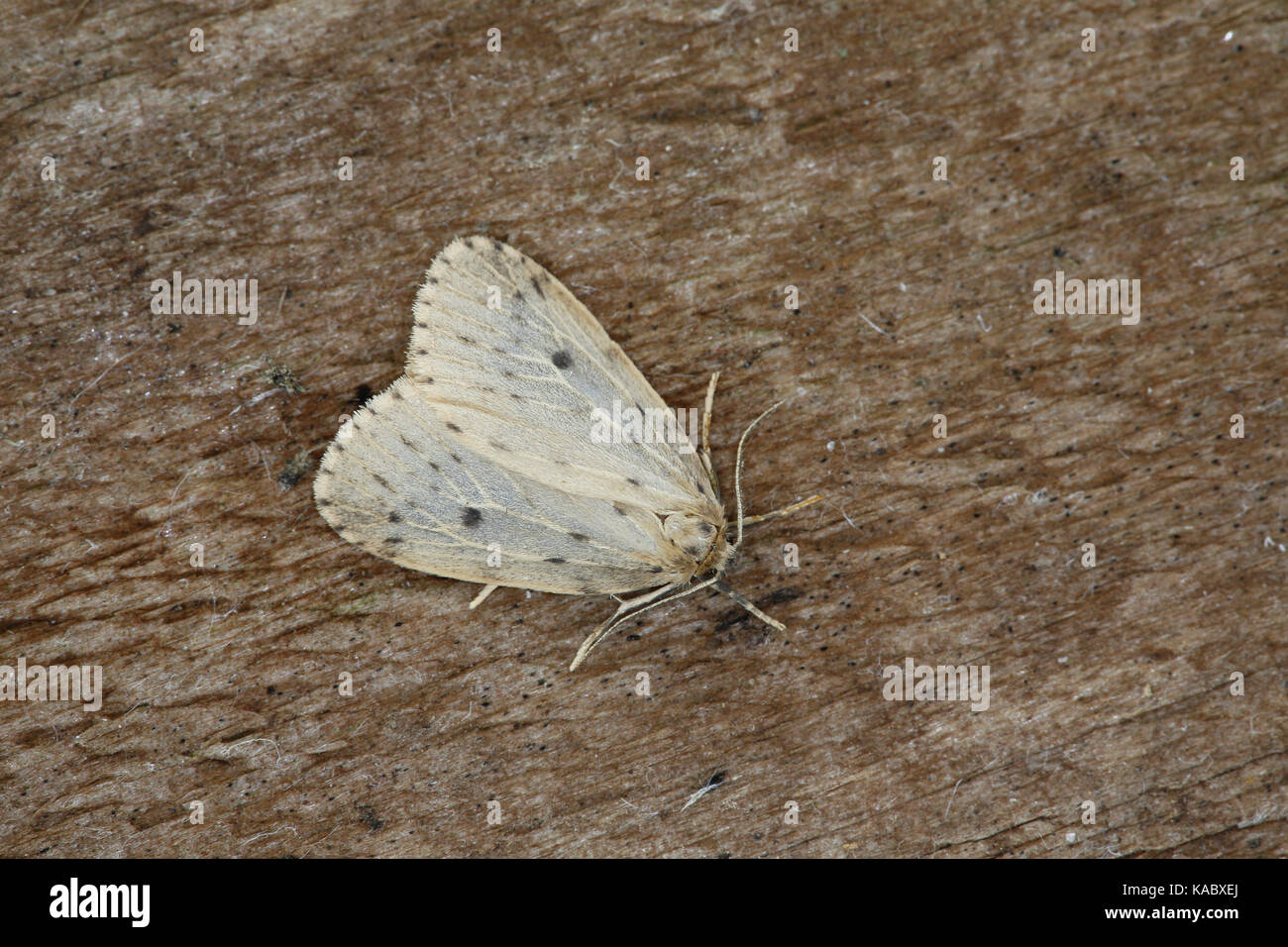 Round-winged Muslin Moth, Thumatha senex Stock Photo