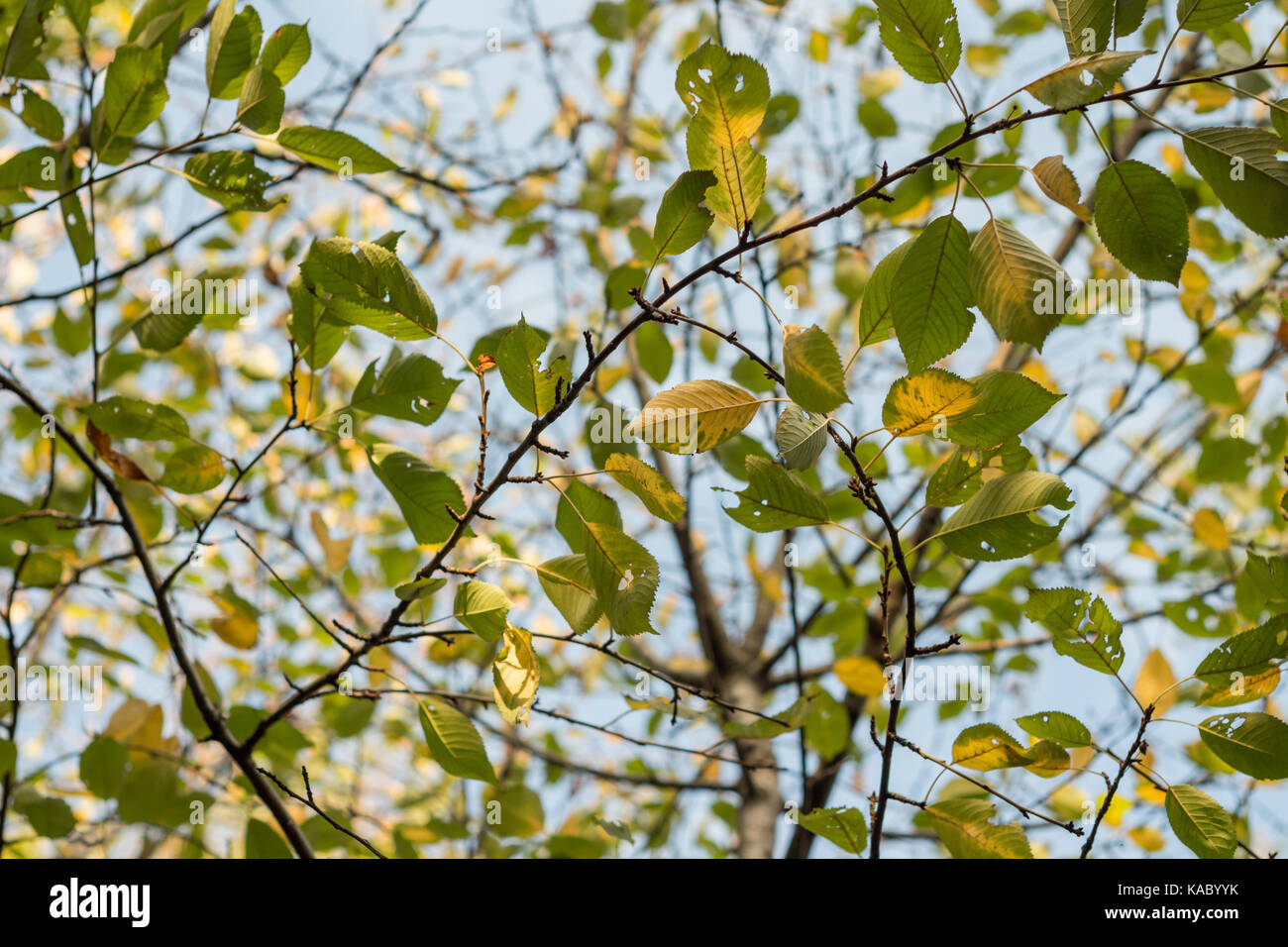 Tree branches look up hi-res stock photography and images - Alamy