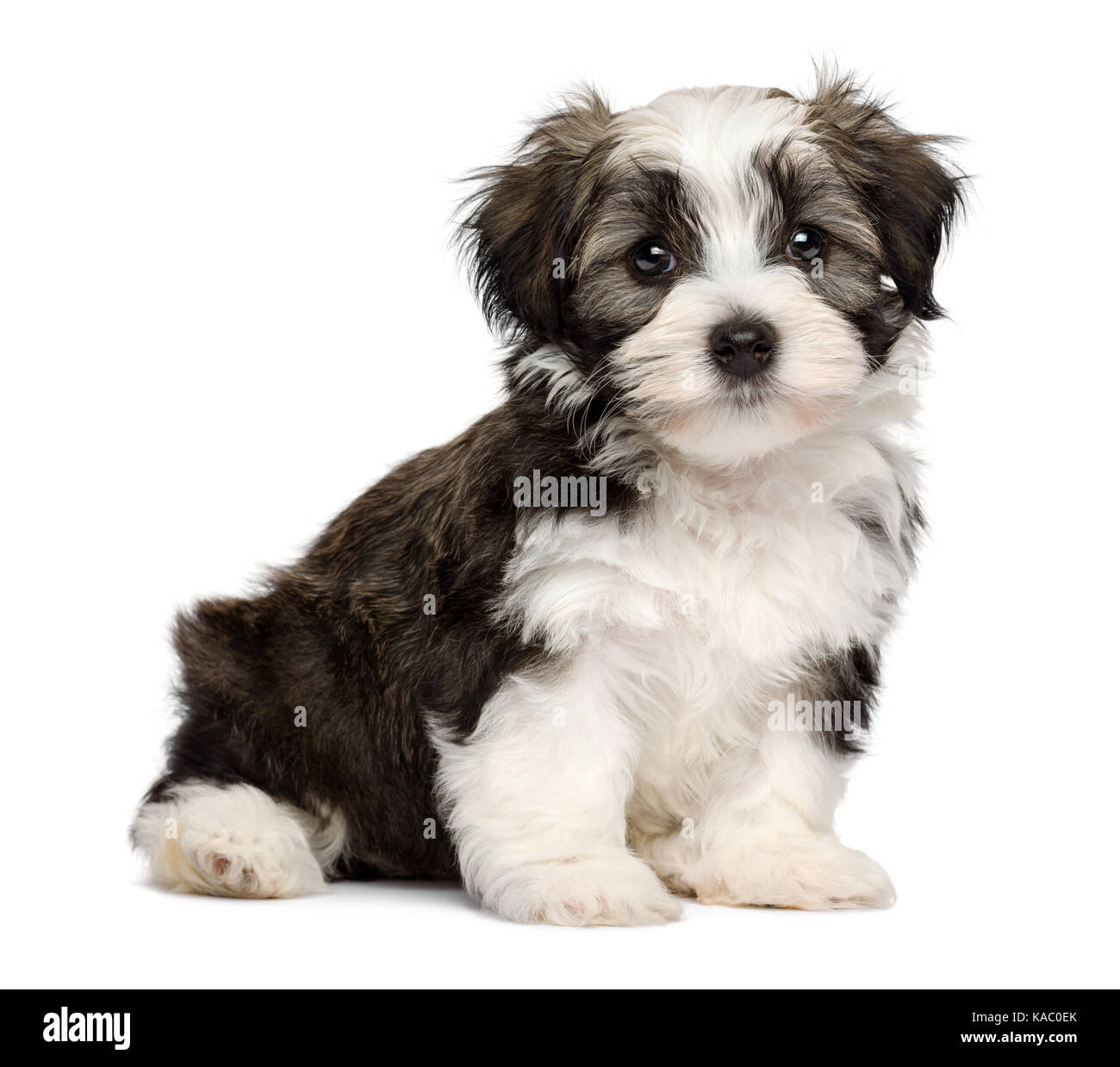 Cute silver sable havanese puppy dog is sitting and looking at camera, isolated on white background Stock Photo