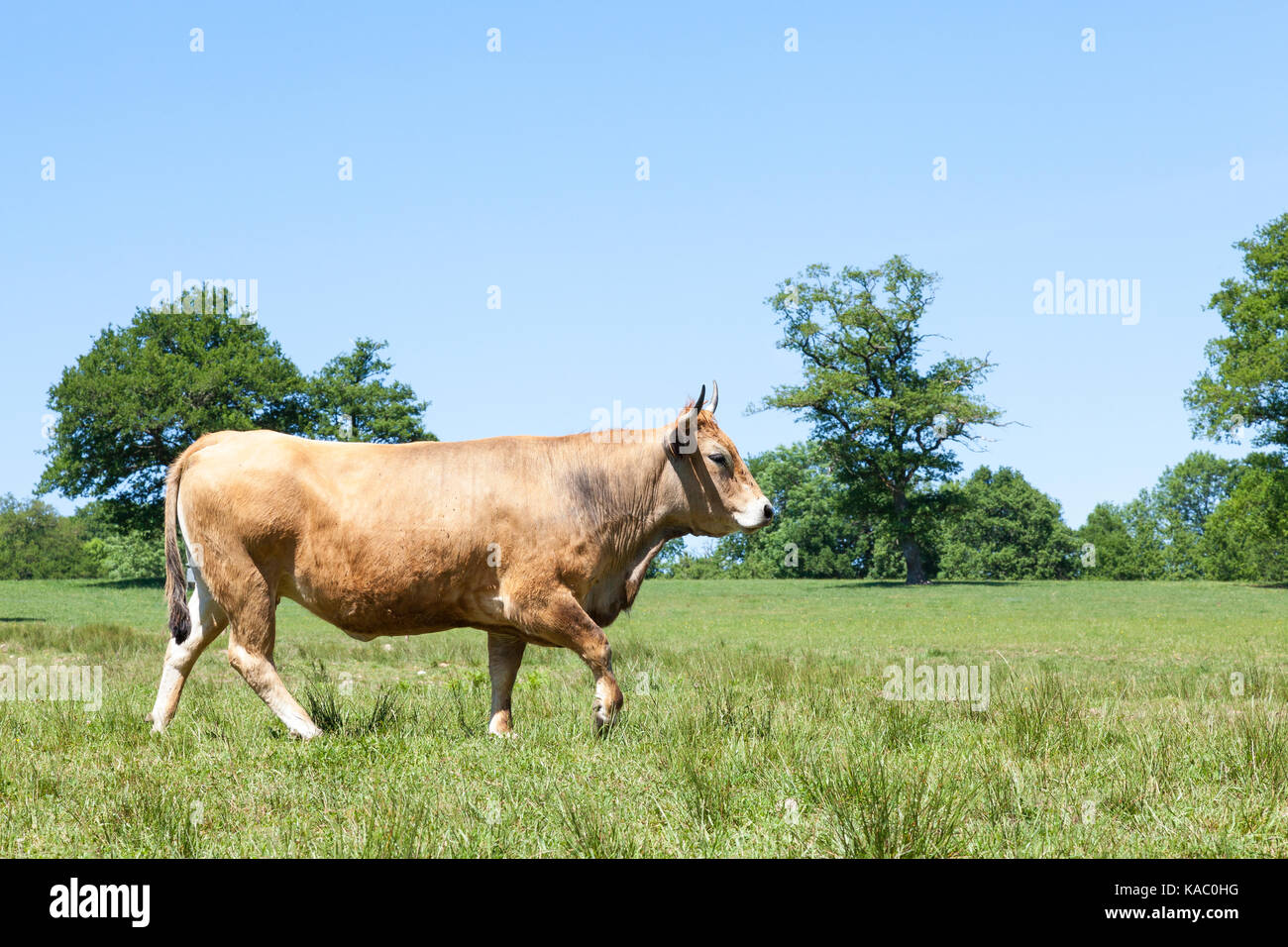 Brown Aubrac beef cow trotting through a grassy spring pasture. This French breed is used for suckling and meat production. Skyline view with copy spa Stock Photo