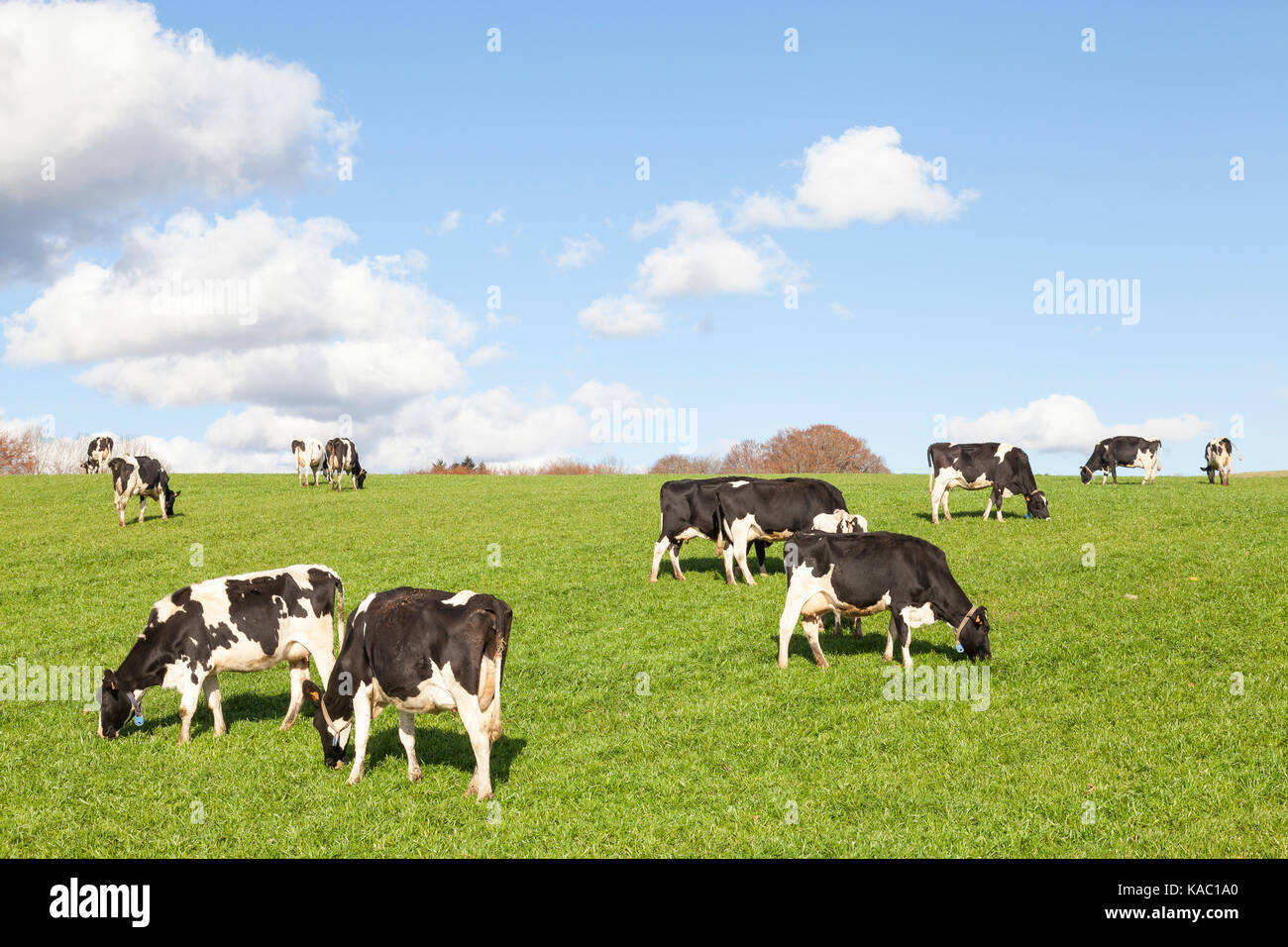Herd of black and white Holsetin dairy cows  or cattle with full udders grazing  in a lush green pasture at sunset during golden hour. Fluffy white cl Stock Photo