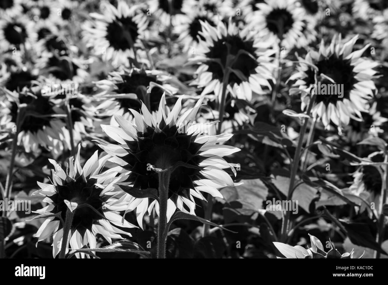 Field of sunflowers Black and White Stock Photos & Images Alamy