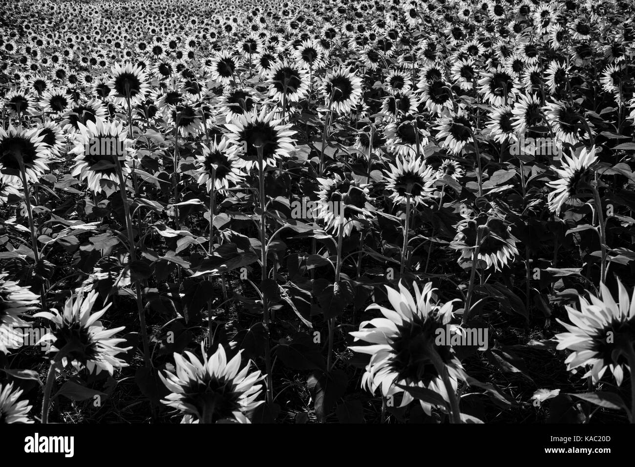 Field of sunflowers Black and White Stock Photos & Images - Alamy