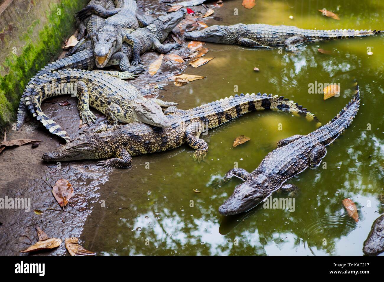 crocodiles in the pond Stock Photo Alamy