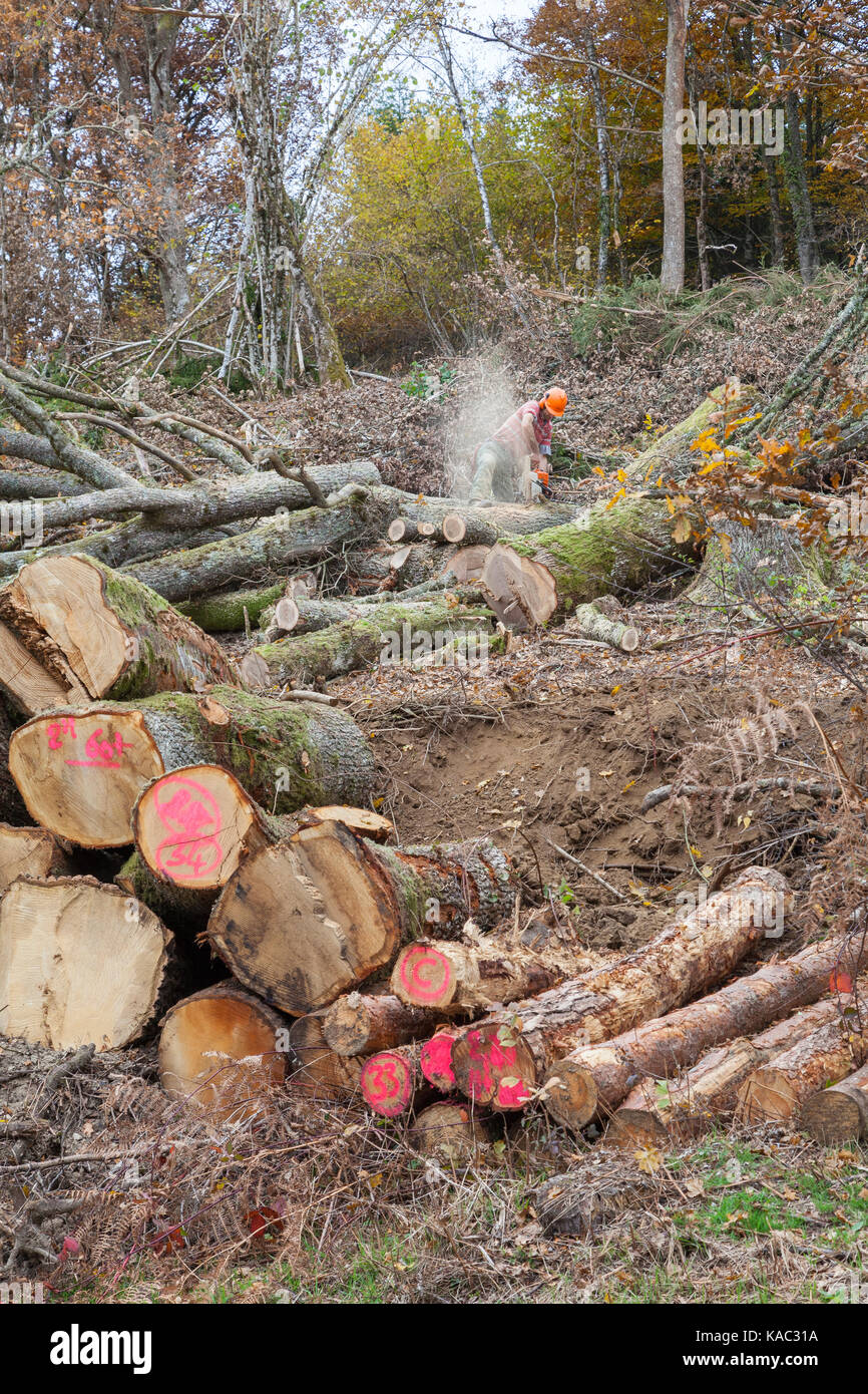 Forester felling and cutting oak trees in a plantation with a chainsaw