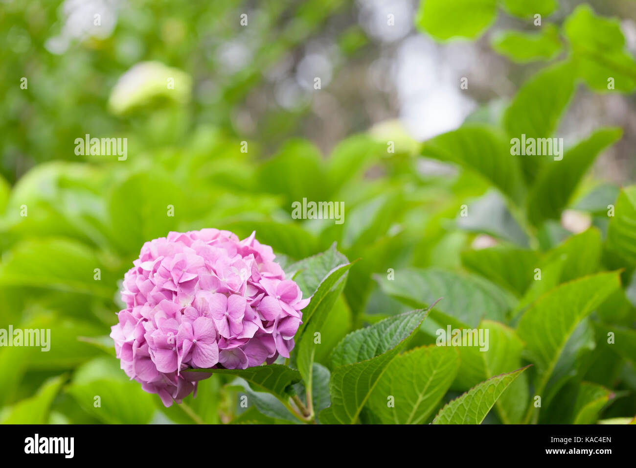 Pink hydrangea flower. Stock Photo